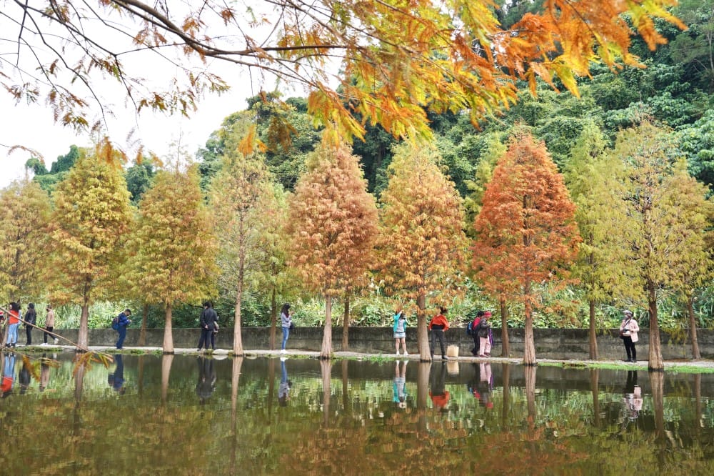 桃園大溪月眉人工濕地生態公園｜落羽松湖中倒影超美，免門票免停車費的落羽松秘境