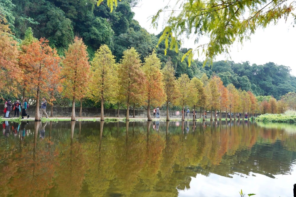 桃園大溪月眉人工濕地生態公園|落羽松湖中倒影超美,免門票免停車費的落羽松秘境 - 第55張圖 桃園大溪月眉人工濕地生態公園|落羽松湖中倒影超美,免門票免停車費的落羽松秘境