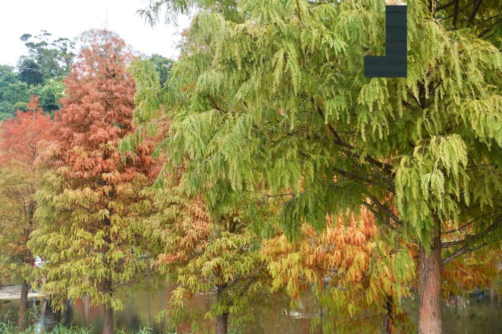 桃園大溪月眉人工濕地生態公園｜落羽松湖中倒影超美，免門票免停車費的落羽松秘境