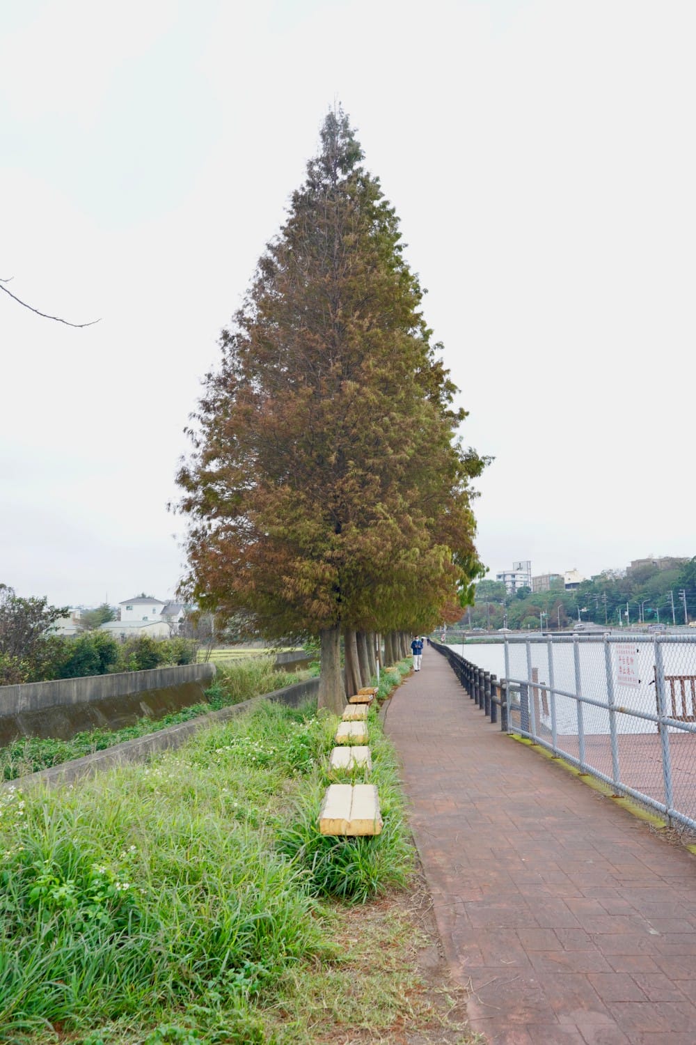 桃園八德霄裡大池落羽松林，埤塘環湖美景超級浪漫，落羽松大道一秒來韓國偶像劇