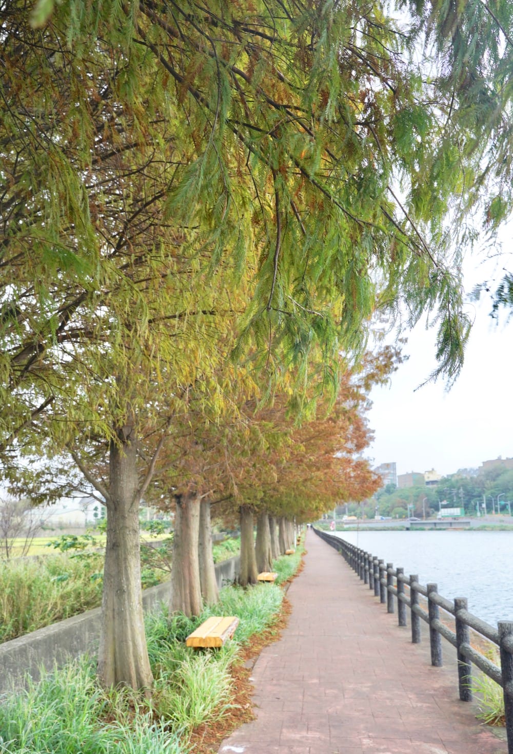 桃園八德霄裡大池落羽松林，埤塘環湖美景超級浪漫，落羽松大道一秒來韓國偶像劇