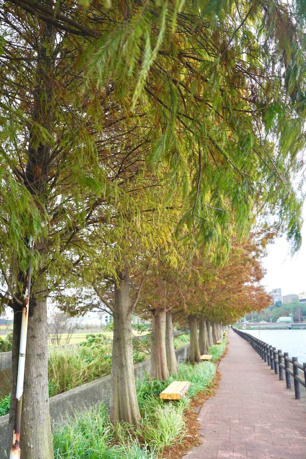 桃園八德霄裡大池落羽松林,埤塘環湖美景超級浪漫,落羽松大道一秒來韓國偶像劇 - 第16張圖 桃園八德霄裡大池落羽松林,埤塘環湖美景超級浪漫,落羽松大道一秒來韓國偶像劇