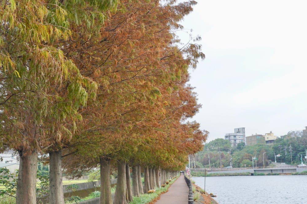 桃園八德霄裡大池落羽松林，埤塘環湖美景超級浪漫，落羽松大道一秒來韓國偶像劇