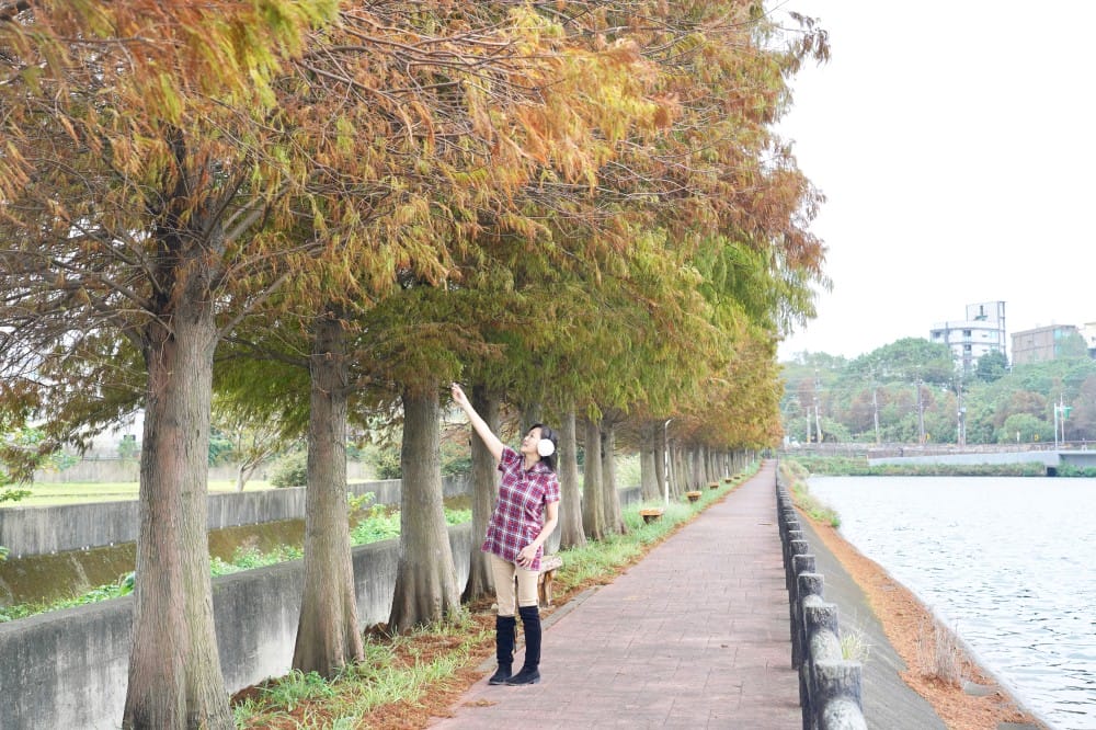 桃園八德霄裡大池落羽松林，埤塘環湖美景超級浪漫，落羽松大道一秒來韓國偶像劇