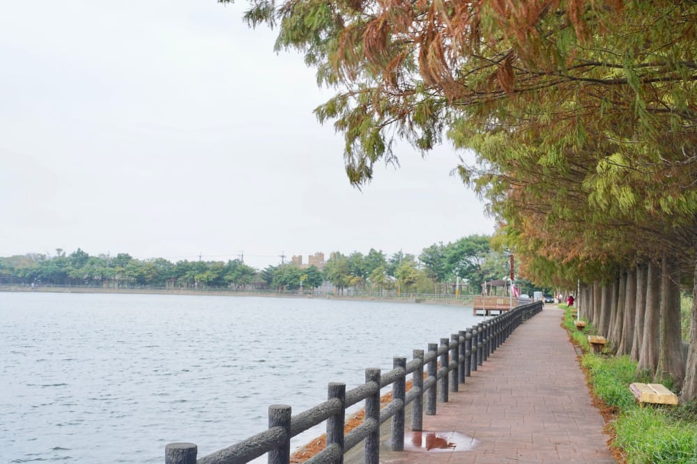桃園八德霄裡大池落羽松林，埤塘環湖美景超級浪漫，落羽松大道一秒來韓國偶像劇