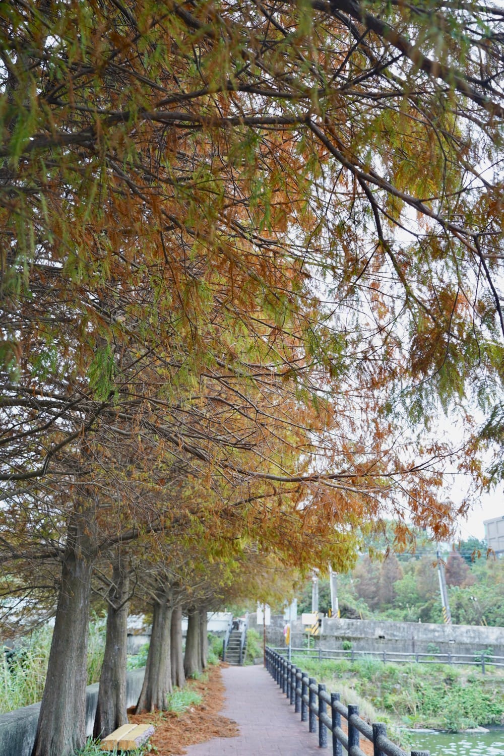 桃園八德霄裡大池落羽松林，埤塘環湖美景超級浪漫，落羽松大道一秒來韓國偶像劇