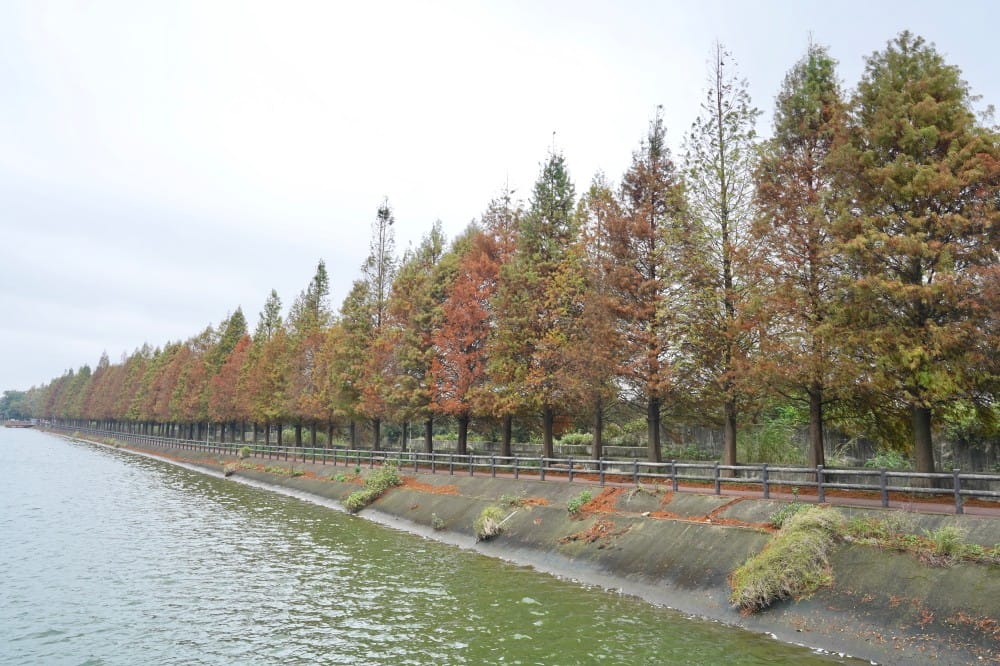 桃園八德霄裡大池落羽松林，埤塘環湖美景超級浪漫，落羽松大道一秒來韓國偶像劇