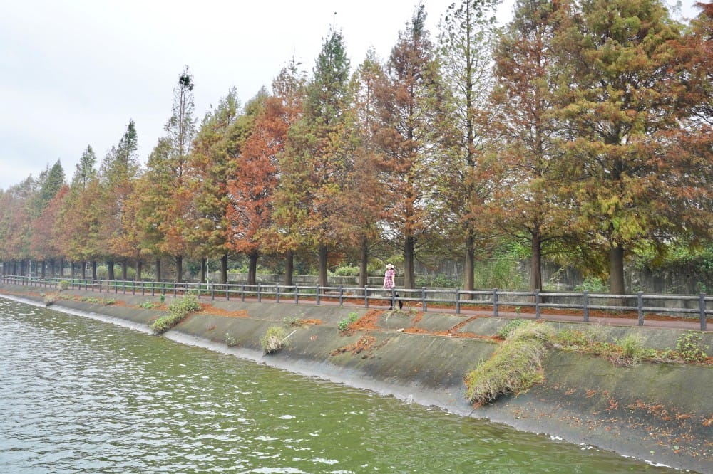 桃園八德霄裡大池落羽松林,埤塘環湖美景超級浪漫,落羽松大道一秒來韓國偶像劇 - 第10張圖 桃園八德霄裡大池落羽松林,埤塘環湖美景超級浪漫,落羽松大道一秒來韓國偶像劇