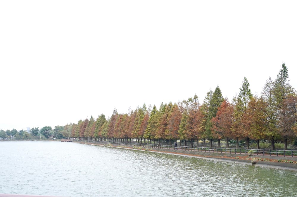 桃園八德霄裡大池落羽松林,埤塘環湖美景超級浪漫,落羽松大道一秒來韓國偶像劇 - 第2張圖 桃園八德霄裡大池落羽松林,埤塘環湖美景超級浪漫,落羽松大道一秒來韓國偶像劇