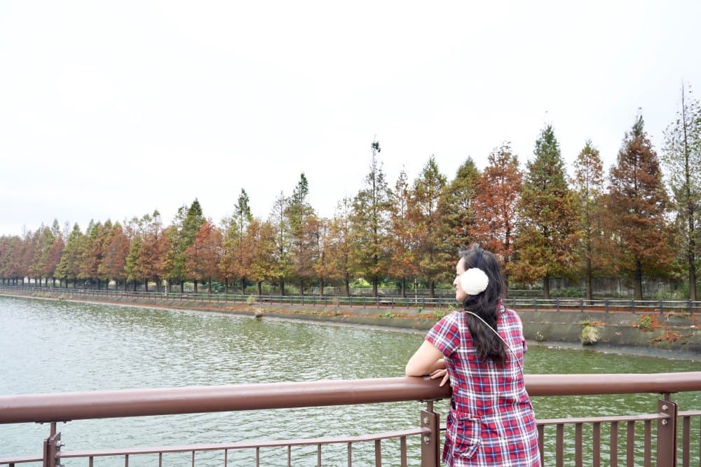桃園八德霄裡大池落羽松林，埤塘環湖美景超級浪漫，落羽松大道一秒來韓國偶像劇