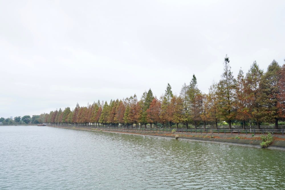 桃園八德霄裡大池落羽松林,埤塘環湖美景超級浪漫,落羽松大道一秒來韓國偶像劇 - 第3張圖 桃園八德霄裡大池落羽松林,埤塘環湖美景超級浪漫,落羽松大道一秒來韓國偶像劇
