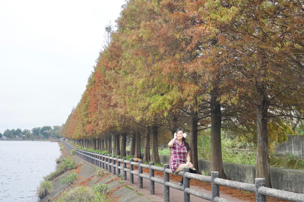 桃園八德霄裡大池落羽松林，埤塘環湖美景超級浪漫，落羽松大道一秒來韓國偶像劇