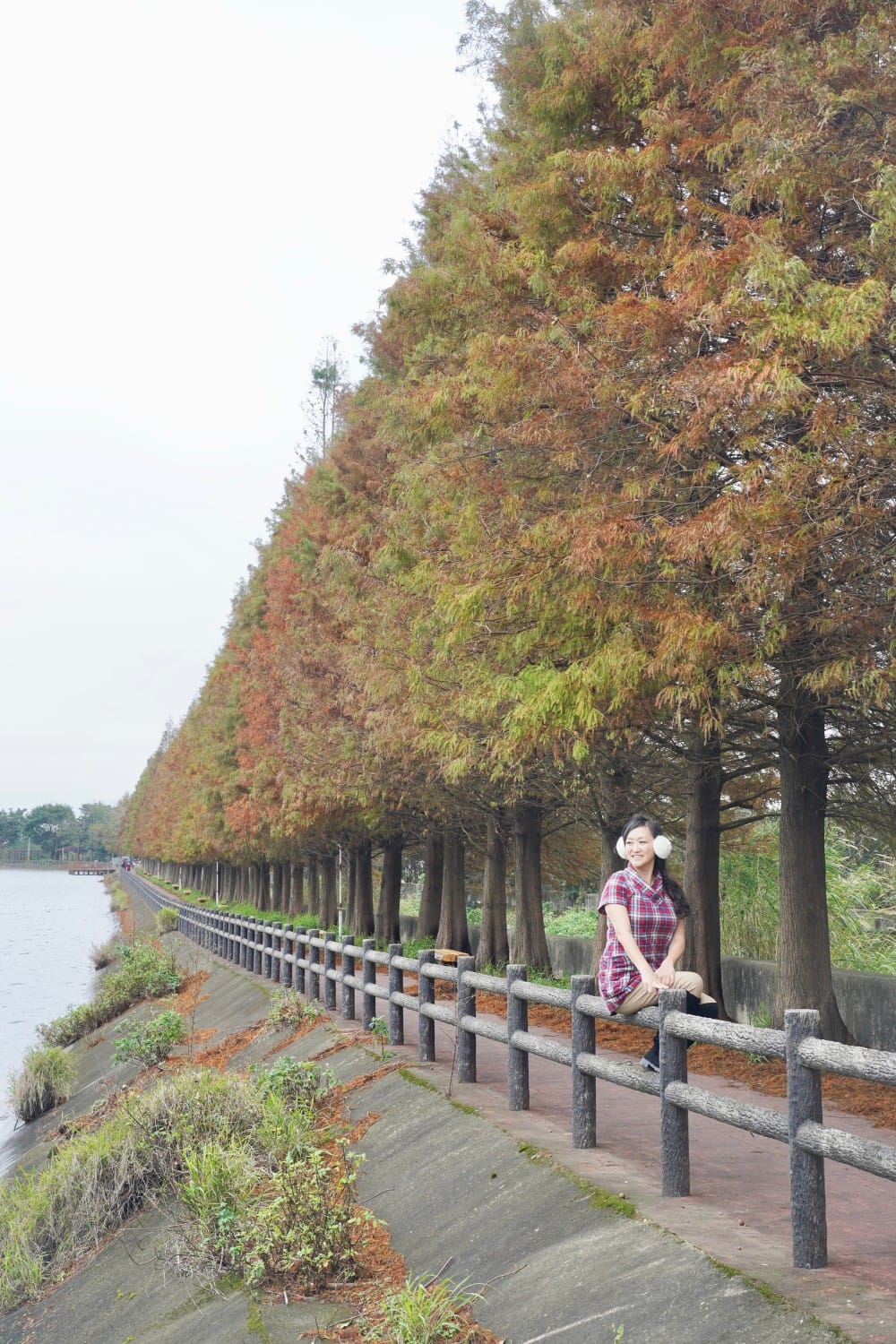 桃園八德霄裡大池落羽松林，埤塘環湖美景超級浪漫，落羽松大道一秒來韓國偶像劇