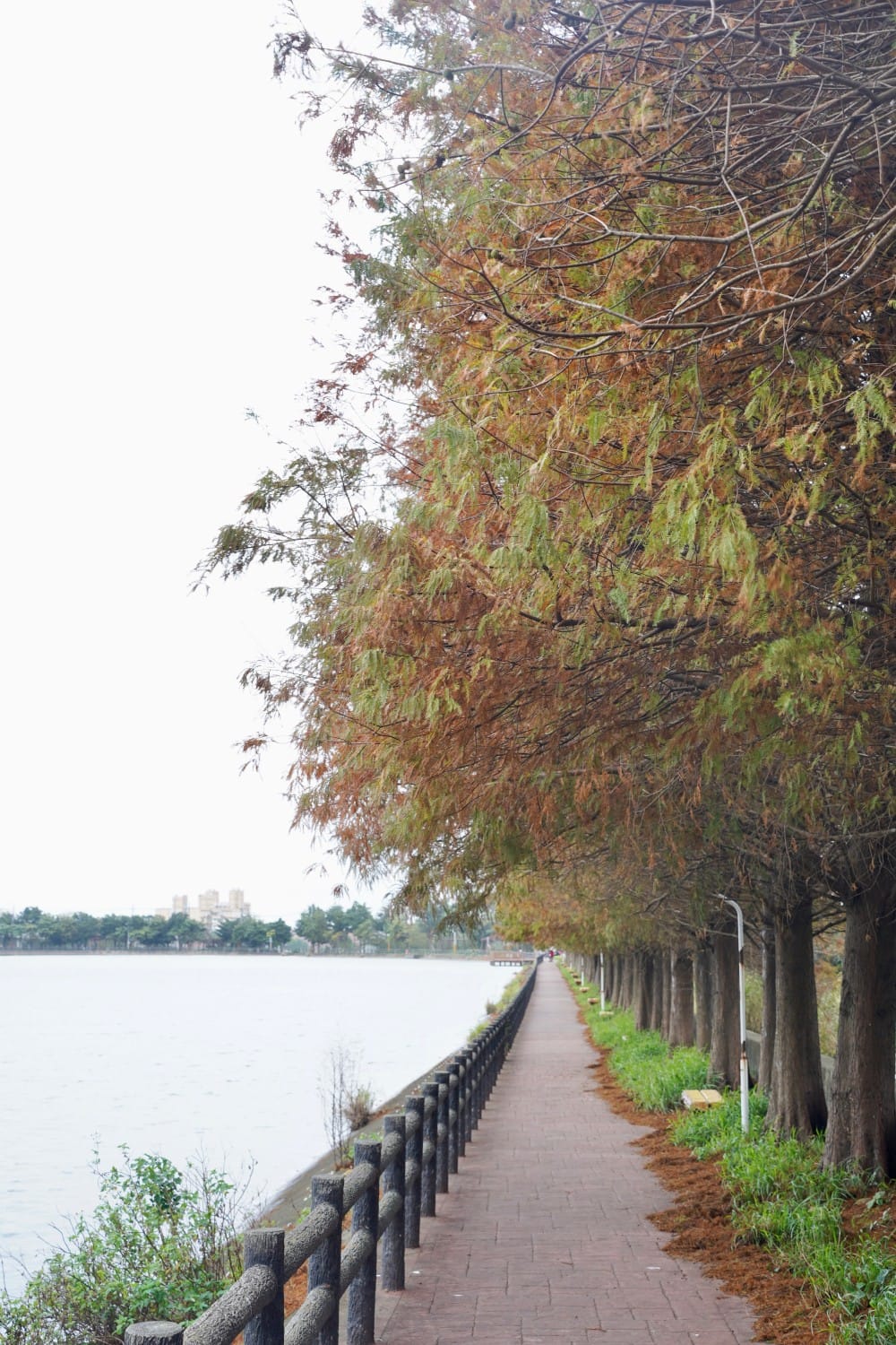 桃園八德霄裡大池落羽松林，埤塘環湖美景超級浪漫，落羽松大道一秒來韓國偶像劇