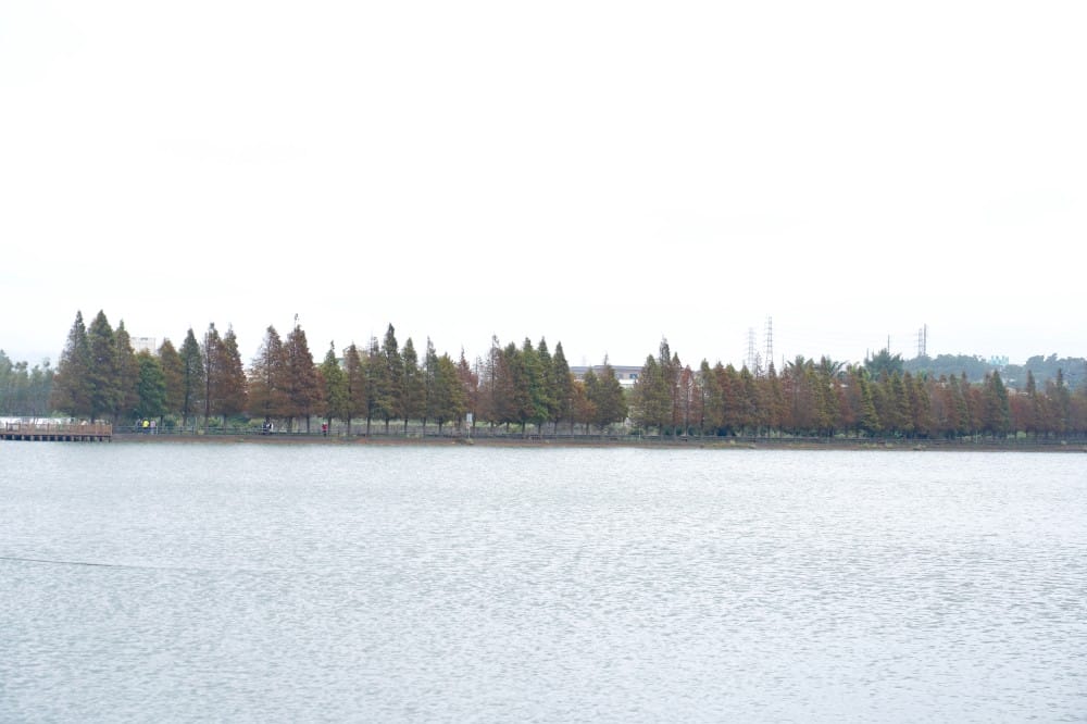 桃園八德霄裡大池落羽松林,埤塘環湖美景超級浪漫,落羽松大道一秒來韓國偶像劇 - 第5張圖 桃園八德霄裡大池落羽松林,埤塘環湖美景超級浪漫,落羽松大道一秒來韓國偶像劇