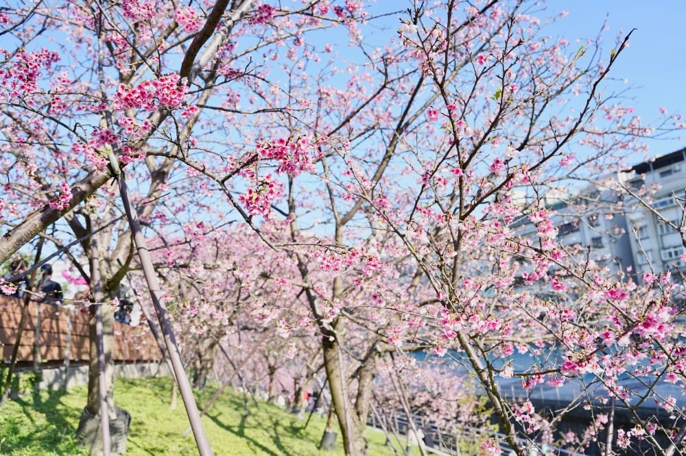 樂活夜櫻季，內湖樂活公園，台北市賞櫻熱門景點，交通，花期，特色，路線，停車攻略！