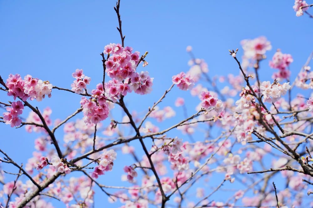 陽明山櫻花季|櫻花季賞櫻7大景點,賞櫻時間,花況總整理,交通行程推薦 - 第4張圖 陽明山櫻花季|櫻花季賞櫻7大景點,賞櫻時間,花況總整理,交通行程推薦