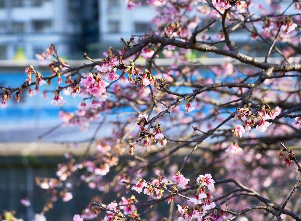 樂活夜櫻季，內湖樂活公園，台北市賞櫻熱門景點，交通，花期，特色，路線，停車攻略！