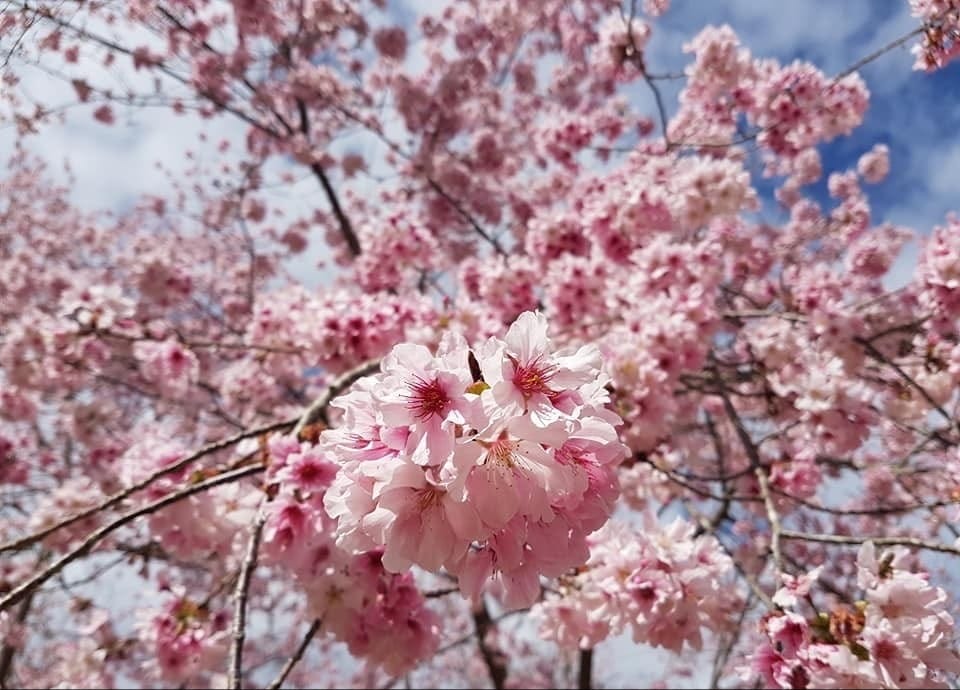 櫻花季｜全台15大賞櫻熱點地點，櫻花花期，交通，時間，周邊景點總整理，賞櫻懶人包＠瑪姬幸福過日子