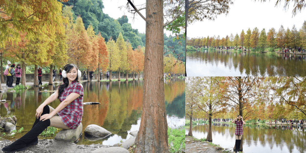 桃園大溪月眉人工濕地生態公園|落羽松湖中倒影超美,免門票免停車費的落羽松秘境 - 第1張圖 桃園大溪月眉人工濕地生態公園|落羽松湖中倒影超美,免門票免停車費的落羽松秘境