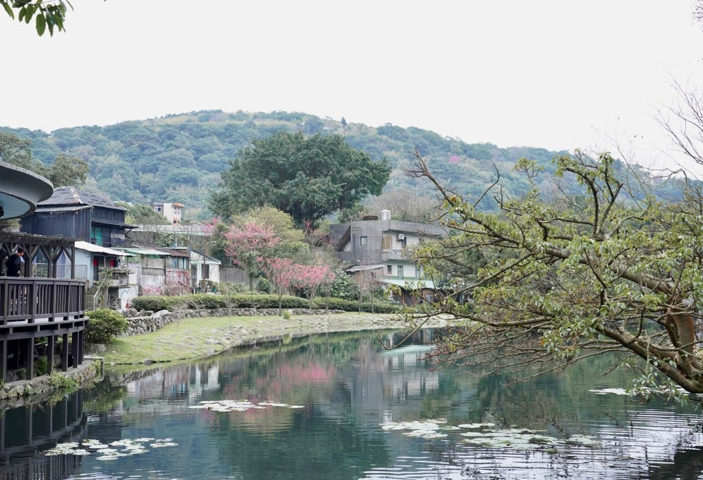 陽明山前山公園賞櫻花｜前山公園公共浴池免費男湯女湯溫泉泡湯，日式陽明湖美呆，磐流園超像亞馬遜公園，交通 @瑪姬幸福過日子