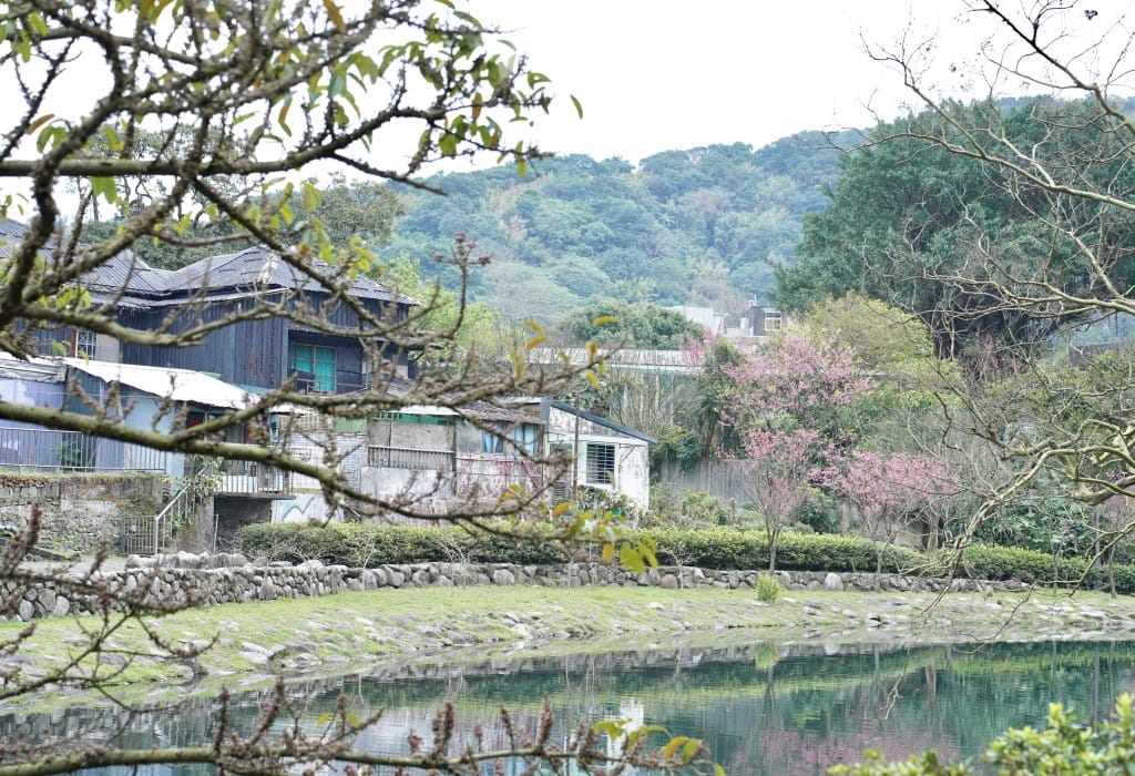 陽明山前山公園賞櫻花｜前山公園公共浴池免費男湯女湯溫泉泡湯，日式陽明湖美呆，磐流園超像亞馬遜公園，交通