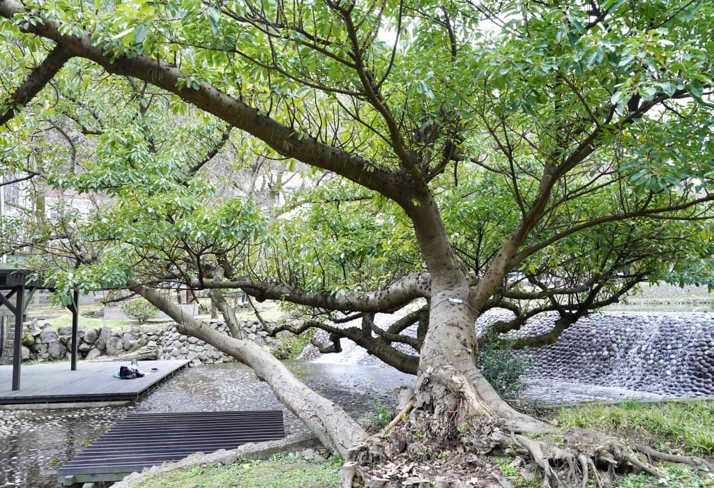 陽明山前山公園賞櫻花｜前山公園公共浴池免費男湯女湯溫泉泡湯，日式陽明湖美呆，磐流園超像亞馬遜公園，交通