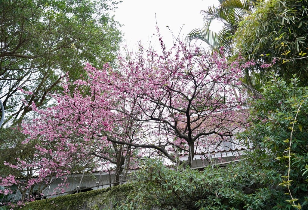 陽明山前山公園賞櫻花｜前山公園公共浴池免費男湯女湯溫泉泡湯，日式陽明湖美呆，磐流園超像亞馬遜公園，交通