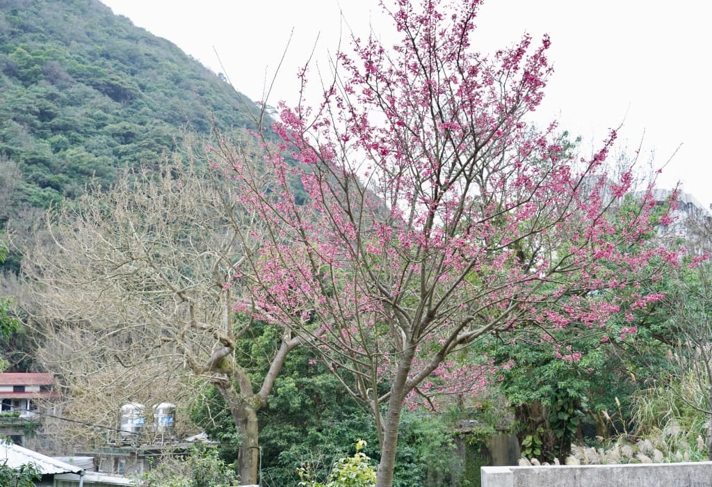 陽明山前山公園賞櫻花｜前山公園公共浴池免費男湯女湯溫泉泡湯，日式陽明湖美呆，磐流園超像亞馬遜公園，交通