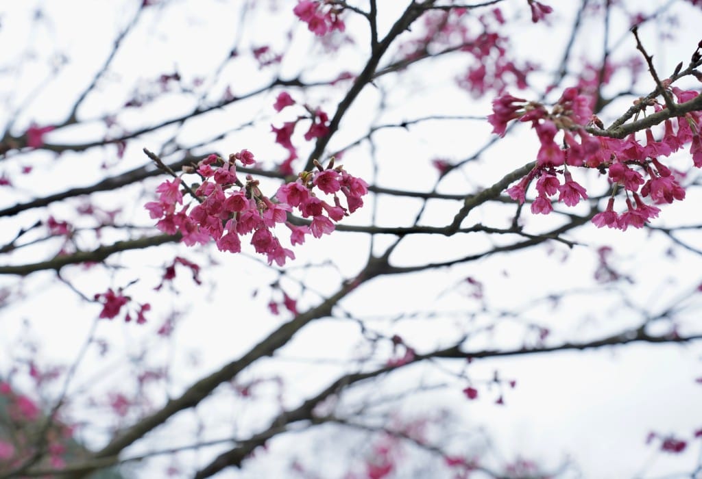 陽明山前山公園賞櫻花｜前山公園公共浴池免費男湯女湯溫泉泡湯，日式陽明湖美呆，磐流園超像亞馬遜公園，交通