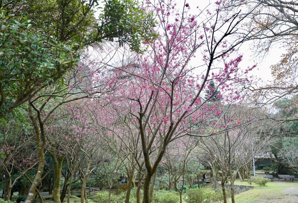 陽明山前山公園賞櫻花｜前山公園公共浴池免費男湯女湯溫泉泡湯，日式陽明湖美呆，磐流園超像亞馬遜公園，交通