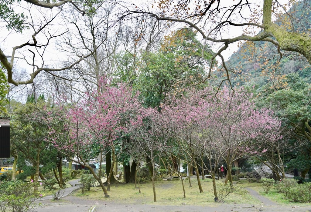 陽明山前山公園賞櫻花｜前山公園公共浴池免費男湯女湯溫泉泡湯，日式陽明湖美呆，磐流園超像亞馬遜公園，交通