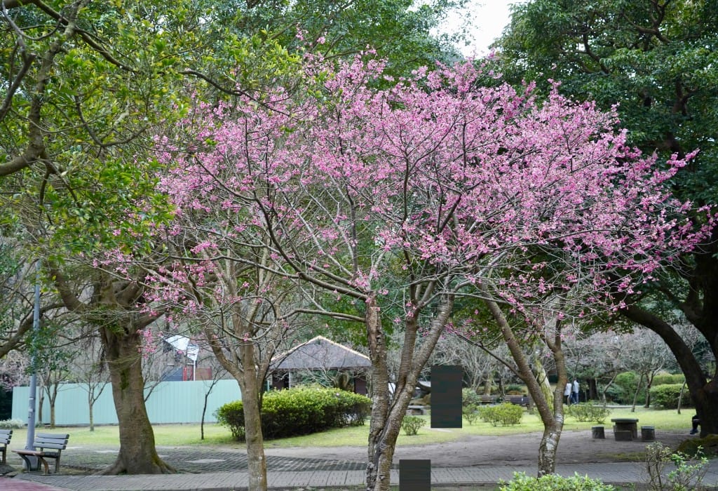 陽明山前山公園賞櫻花｜前山公園公共浴池免費男湯女湯溫泉泡湯，日式陽明湖美呆，磐流園超像亞馬遜公園，交通