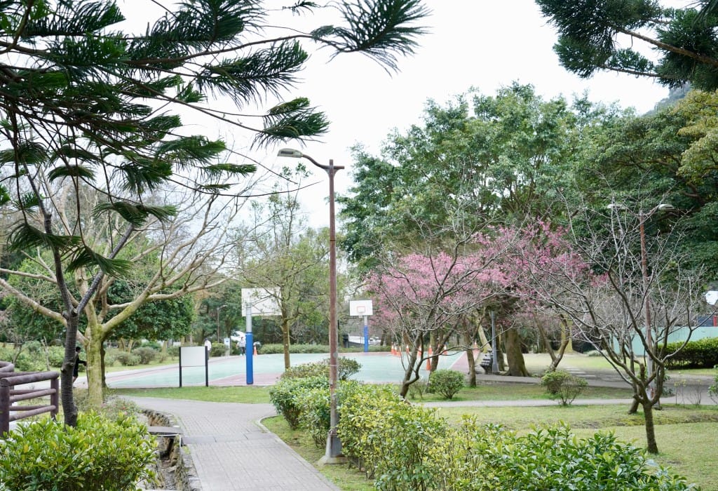 陽明山前山公園賞櫻花｜前山公園公共浴池免費男湯女湯溫泉泡湯，日式陽明湖美呆，磐流園超像亞馬遜公園，交通