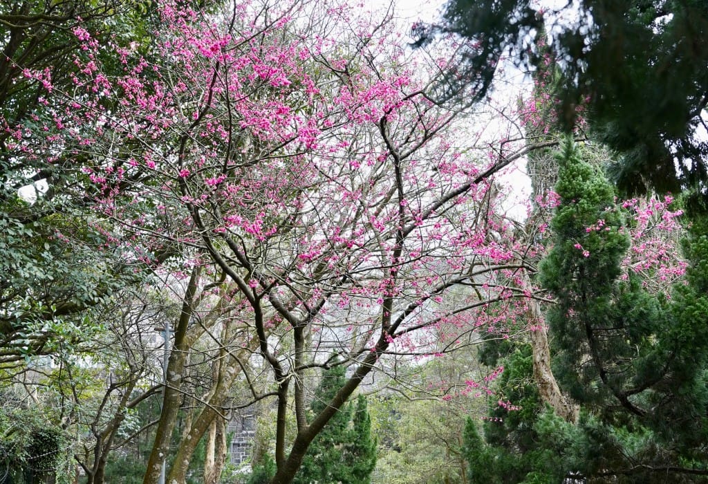 陽明山前山公園賞櫻花｜前山公園公共浴池免費男湯女湯溫泉泡湯，日式陽明湖美呆，磐流園超像亞馬遜公園，交通