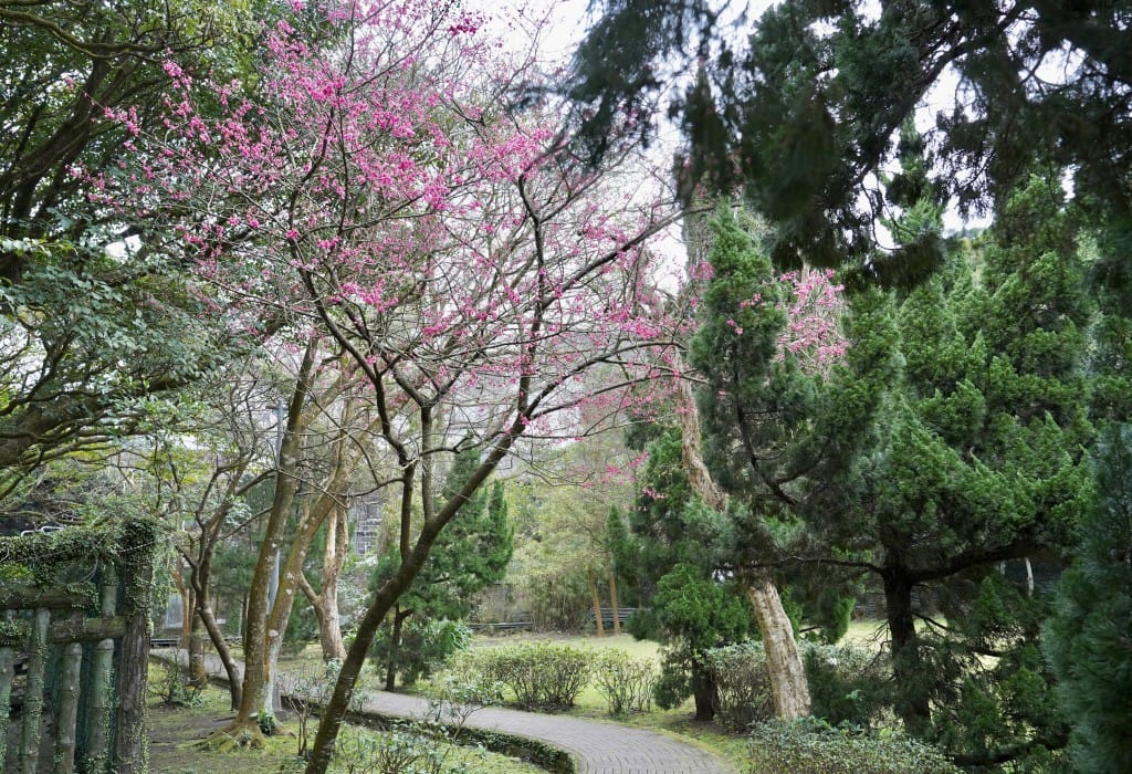 陽明山前山公園賞櫻花｜前山公園公共浴池免費男湯女湯溫泉泡湯，日式陽明湖美呆，磐流園超像亞馬遜公園，交通