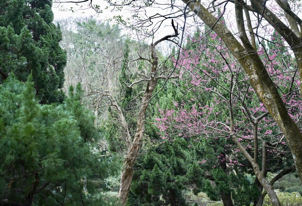 陽明山前山公園賞櫻花｜前山公園公共浴池免費男湯女湯溫泉泡湯，日式陽明湖美呆，磐流園超像亞馬遜公園，交通
