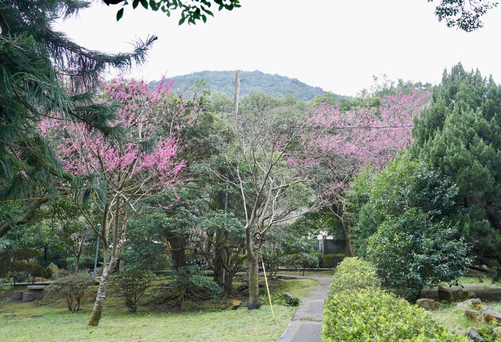 陽明山前山公園賞櫻花｜前山公園公共浴池免費男湯女湯溫泉泡湯，日式陽明湖美呆，磐流園超像亞馬遜公園，交通