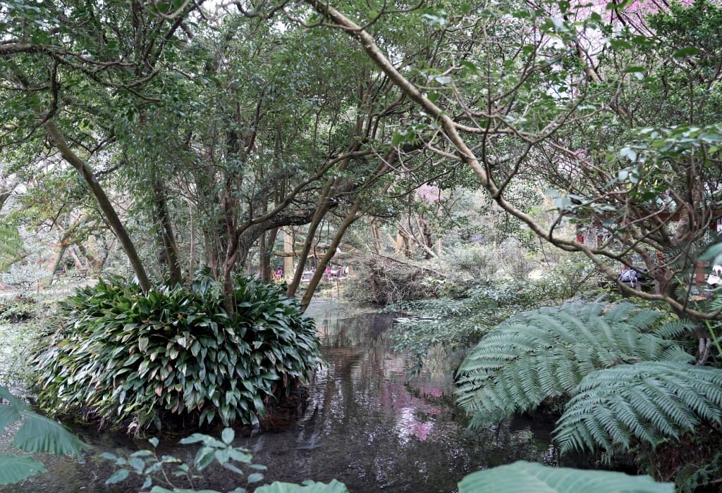 陽明山前山公園賞櫻花｜前山公園公共浴池免費男湯女湯溫泉泡湯，日式陽明湖美呆，磐流園超像亞馬遜公園，交通