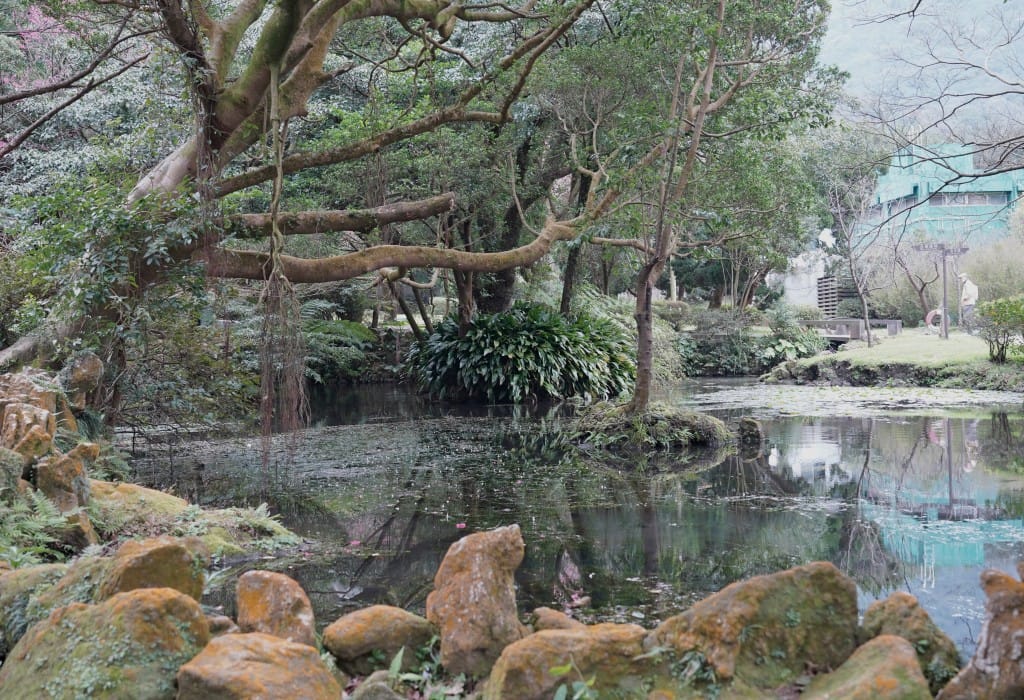 陽明山前山公園賞櫻花｜前山公園公共浴池免費男湯女湯溫泉泡湯，日式陽明湖美呆，磐流園超像亞馬遜公園，交通
