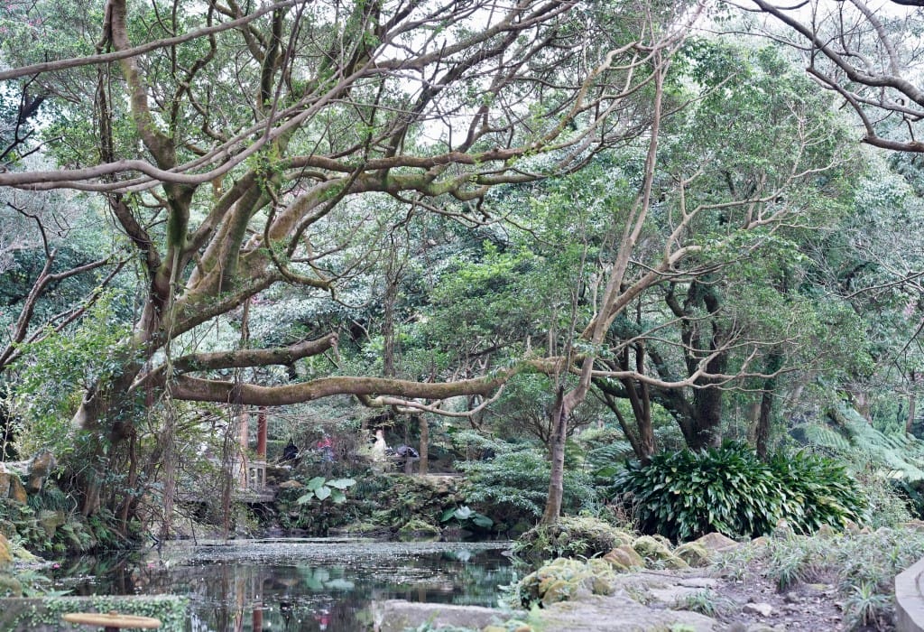 陽明山前山公園賞櫻花｜前山公園公共浴池免費男湯女湯溫泉泡湯，日式陽明湖美呆，磐流園超像亞馬遜公園，交通