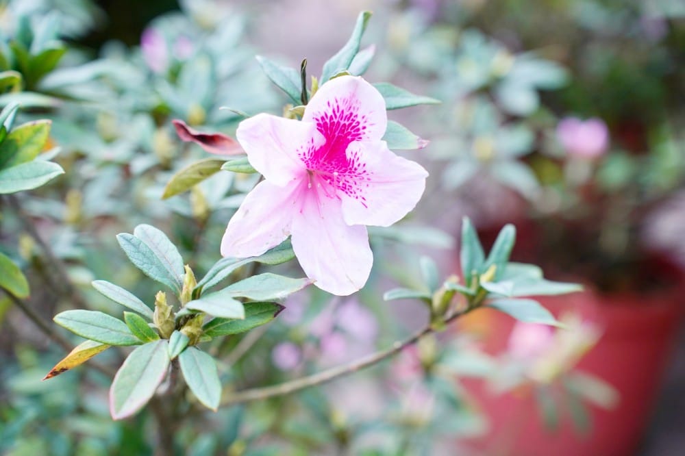 大安森林公園繡球花杜鵑花，最新花況，有停車場還有不限時咖啡廳