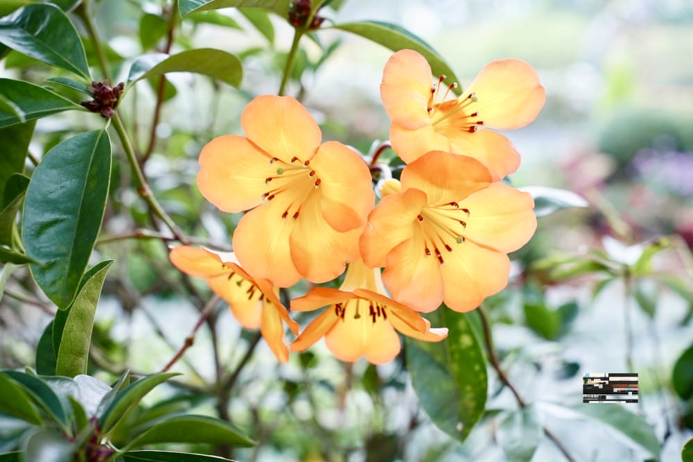 大安森林公園繡球花杜鵑花，最新花況，有停車場還有不限時咖啡廳
