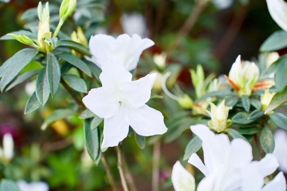 大安森林公園繡球花杜鵑花，最新花況，有停車場還有不限時咖啡廳