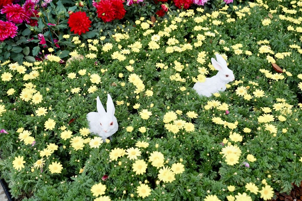 大安森林公園繡球花杜鵑花，最新花況，有停車場還有不限時咖啡廳