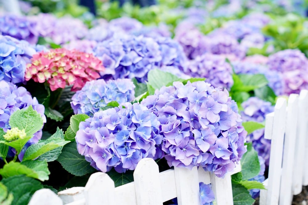 大安森林公園繡球花杜鵑花，最新花況，有停車場還有不限時咖啡廳