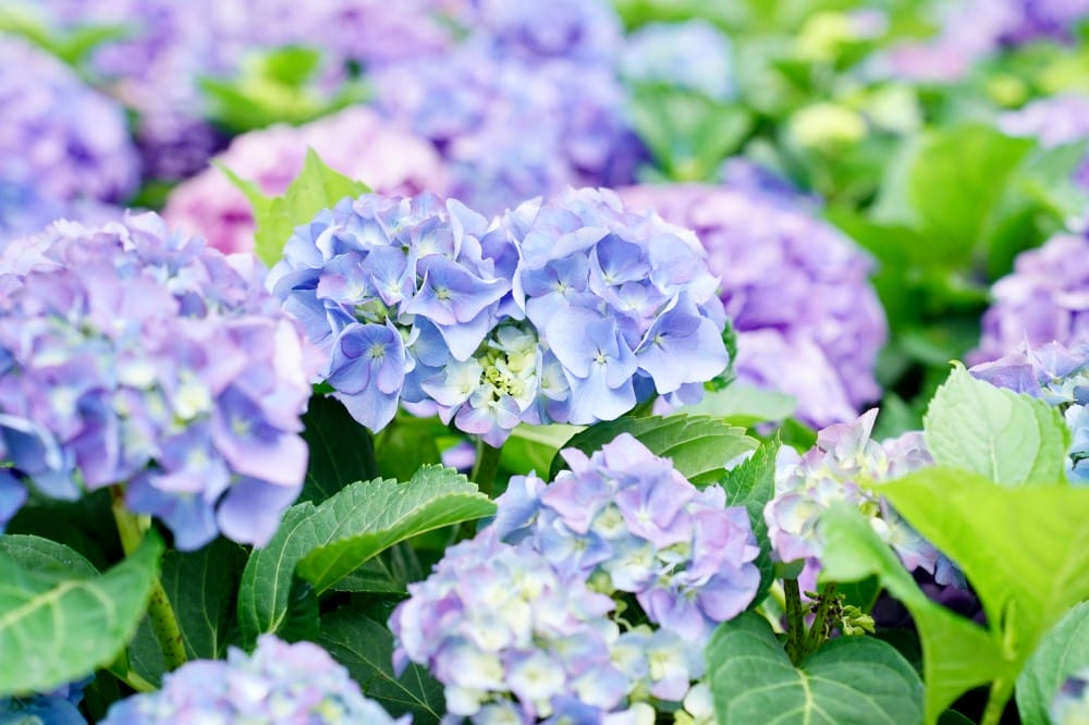 大安森林公園繡球花杜鵑花，最新花況，有停車場還有不限時咖啡廳