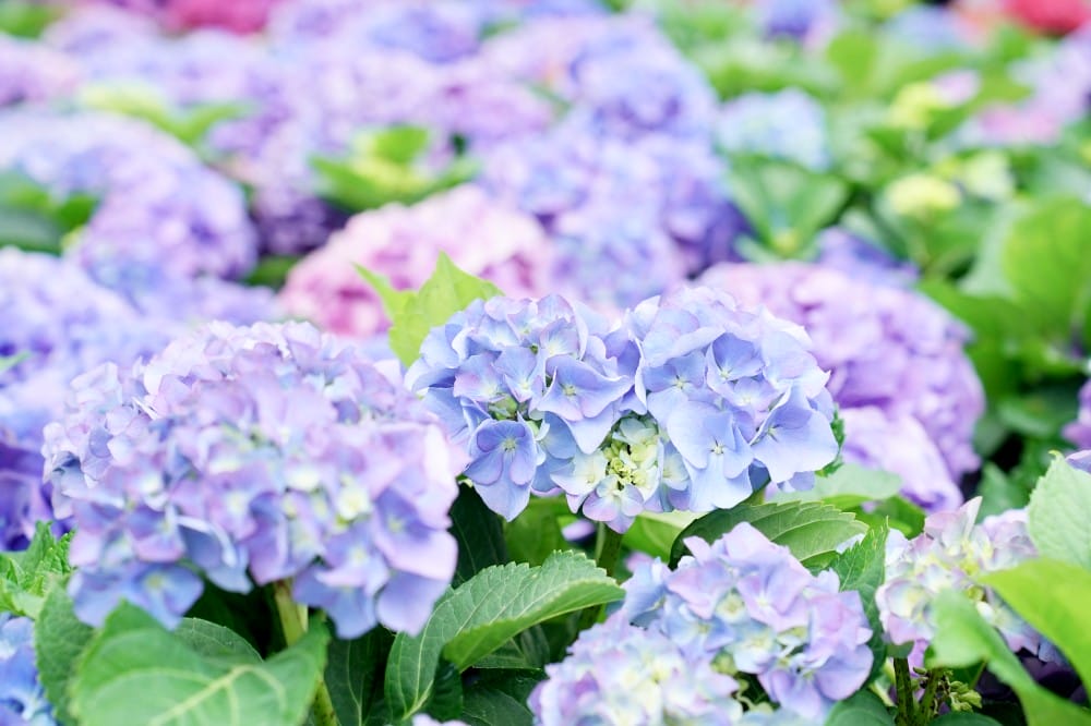 大安森林公園繡球花杜鵑花，最新花況，有停車場還有不限時咖啡廳