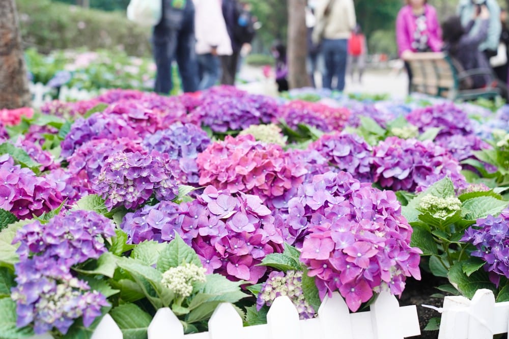 大安森林公園繡球花杜鵑花，最新花況，有停車場還有不限時咖啡廳