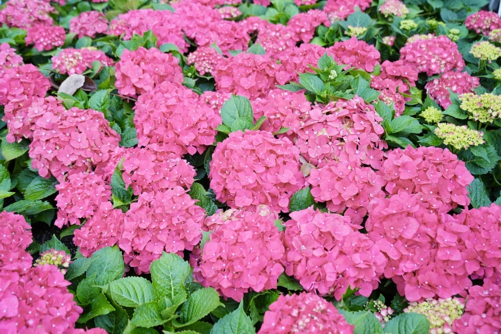 大安森林公園繡球花杜鵑花，最新花況，有停車場還有不限時咖啡廳